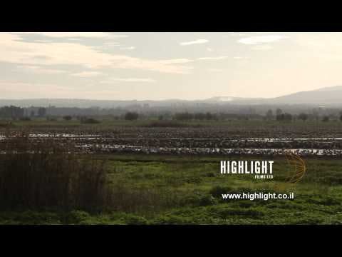 LN 054 Stock footage Israel: migrating birds in the Hula Park and swamp. Pan right to left