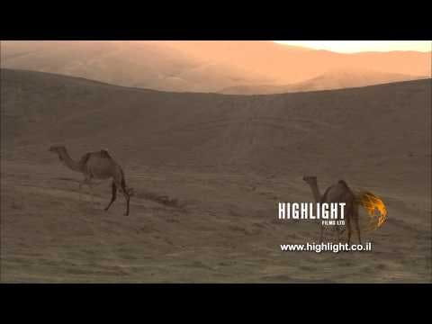 LN 051 Israel stock footage library: camels in the Negev Desert