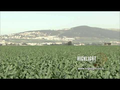 LN 081 Israel stock footage library: Green wheat fields in the Galilee