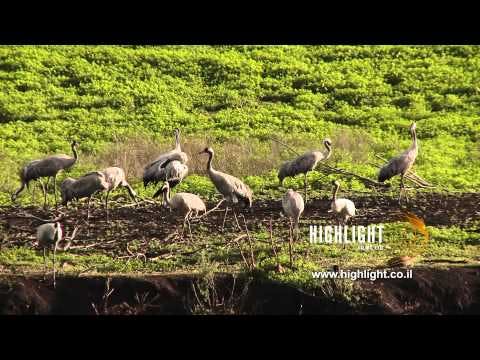 LN 057 Stock footage Israel: Close up of migrating birds in the Hula Park and swamp